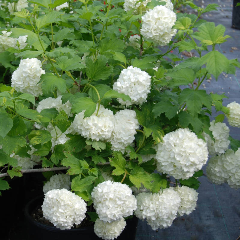 Viburnum Opulus Roseum (Palla di neve) vaso 19 cm - SPEEDPLANTS